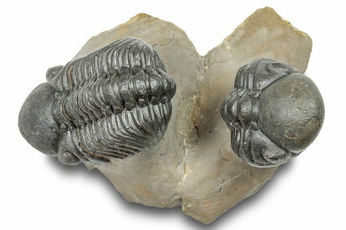 Two Detailed Reedops Trilobite - Atchana, Morocco #251664